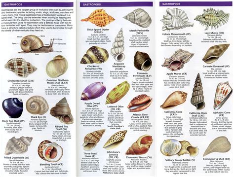 shell wiki|shell identification guide.